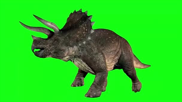 Triceratops Dinossauro Andando Tela Verde — Vídeo de Stock