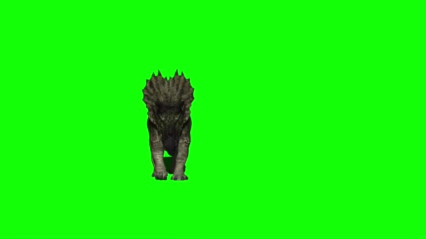 Triceratops Dinosaure Marcher Sur Écran Vert — Video