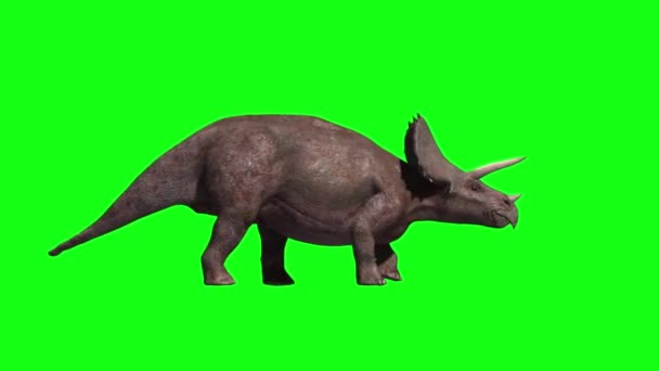 Triceratops Dinosaurus Wandelen Groen Scherm — Stockvideo