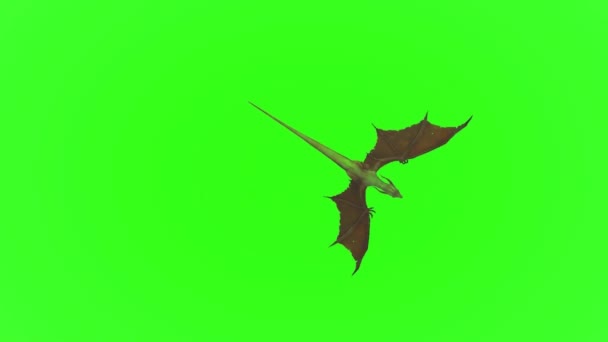 Дракон Летить Зеленому Екрані — стокове відео
