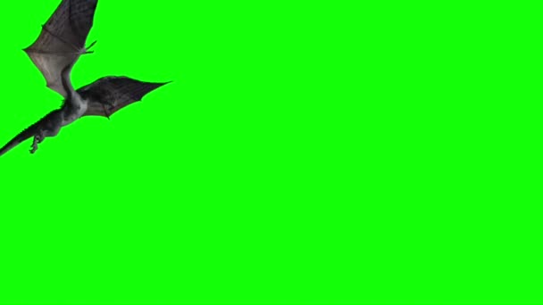 Dragon Flying Green Screen — Stock Video