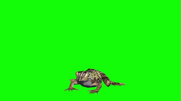 Frog Jumping Sullo Schermo Verde — Video Stock