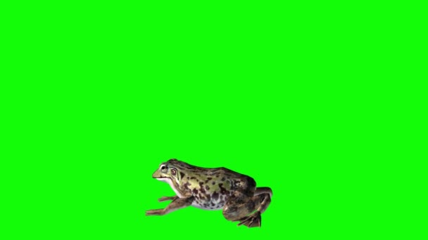 Frog Jumping Green Screen — Stock Video