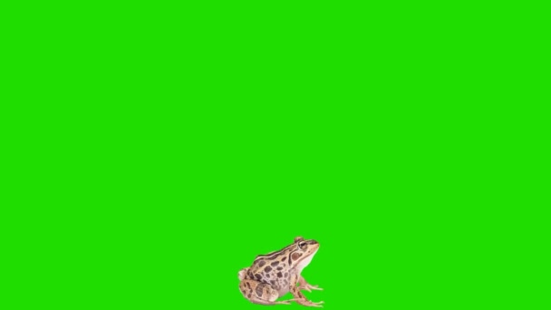 Βάτραχος Κοιτάζοντας Στην Πράσινη Οθόνη — Αρχείο Βίντεο