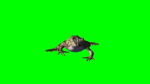 Frog Walking Green Screen — Stock video