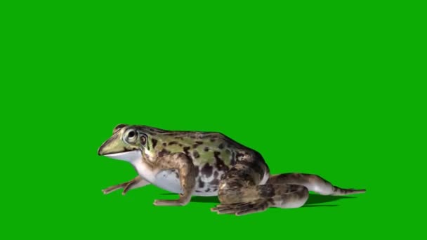 緑の画面でカエルの散歩 — ストック動画