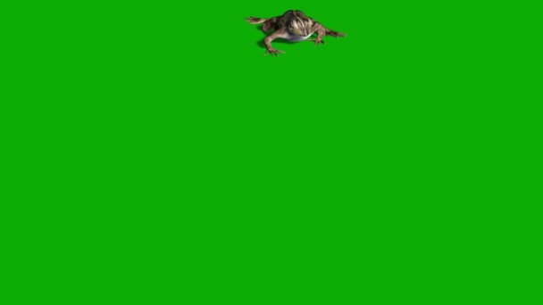 Frog Walking Green Screen — Stock video