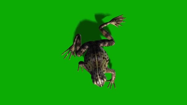 Yeşil Ekranda Yürüyen Kurbağa — Stok video