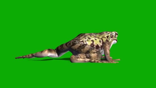 Frog Walking Green Screen — Stock video