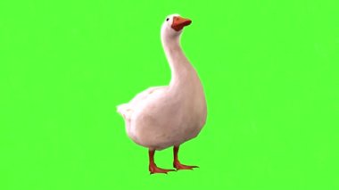 Yeşil Ekranda Ördek Yeme
