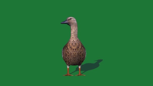 Duck Eating Green Screen — Stock video