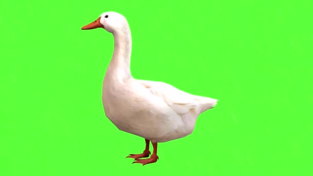 Duck Looking Green Screen — Stock video