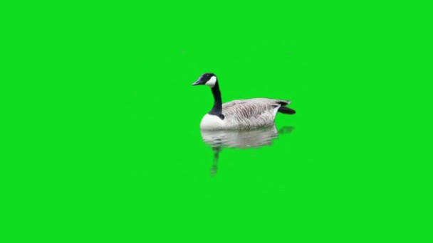 Pato Nadando Pantalla Verde — Vídeos de Stock