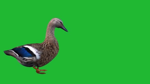 鸭在绿色屏风上行走 — 图库视频影像