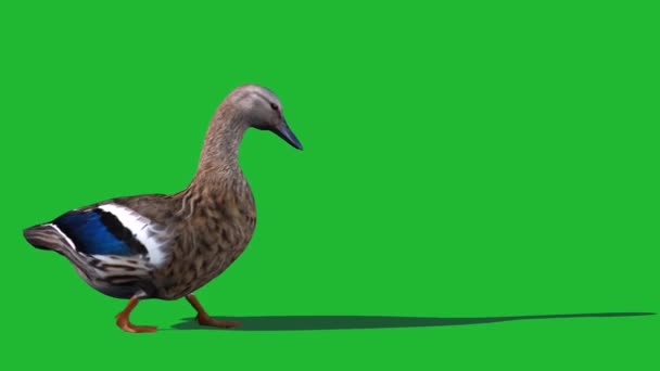 Pato Caminando Pantalla Verde — Vídeos de Stock