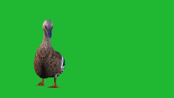 Yeşil Ekranda Ördek Yürüyüşü — Stok video