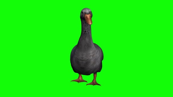 Pato Andando Tela Verde — Vídeo de Stock