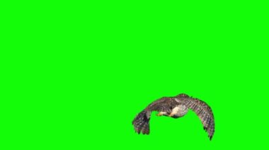 Baykuş Yeşil Ekranda Uçuyor