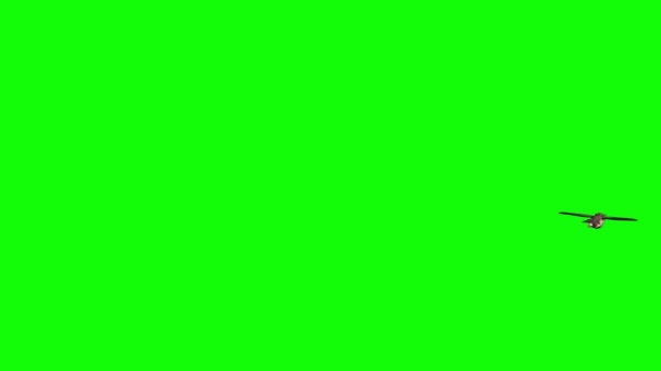 Gufo Che Vola Sullo Schermo Verde — Video Stock