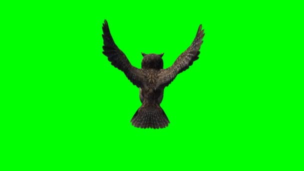 Uil Vliegen Groen Scherm — Stockvideo