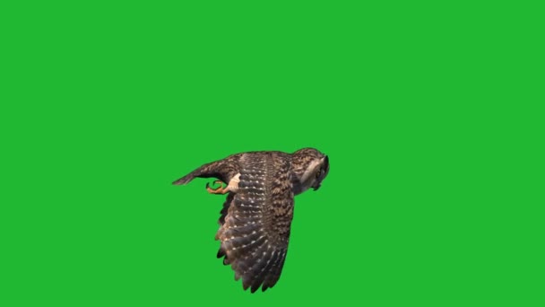 Coruja Voando Tela Verde — Vídeo de Stock
