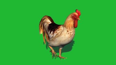 Yeşil Ekranda Yürüyen Horoz