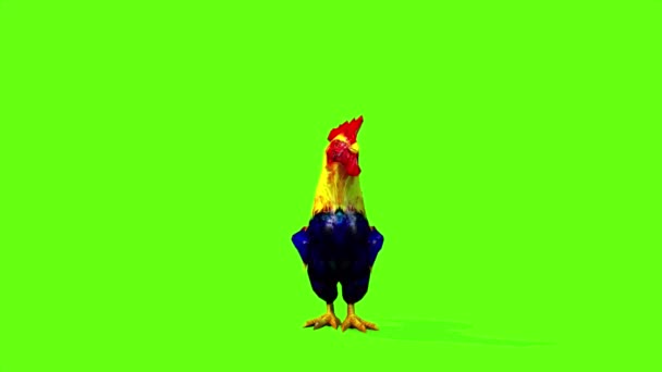 Rooster Eating Green Screen — Stock Video