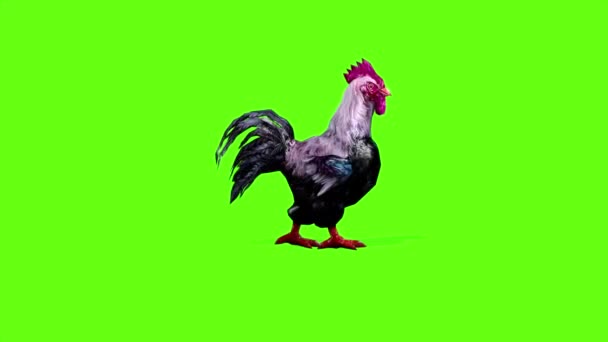 Coq Manger Sur Écran Vert — Video