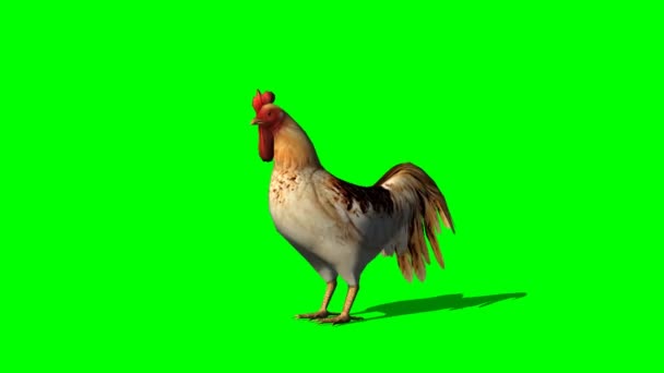 Gallo Mirando Pantalla Verde — Vídeos de Stock