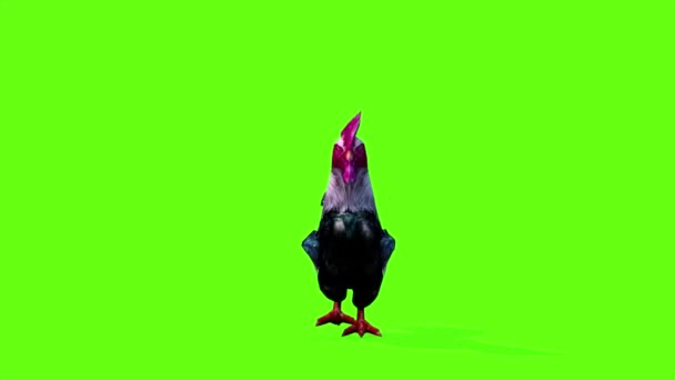 Gallo Caminando Pantalla Verde — Vídeos de Stock