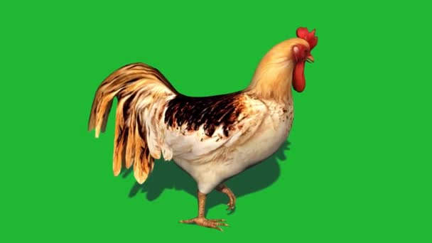 緑の画面を歩く鶏 — ストック動画