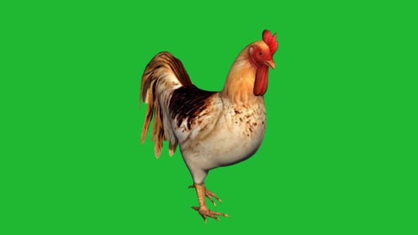 Rooster Walking Green Screen — Stock Video