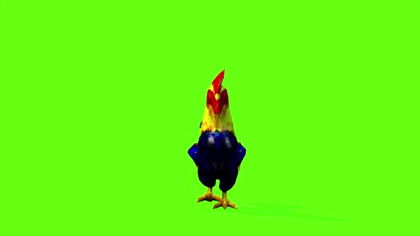 Coq Marchant Sur Écran Vert — Video