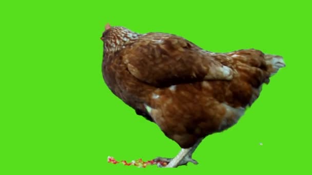 Kippen Eten Groen Scherm — Stockvideo