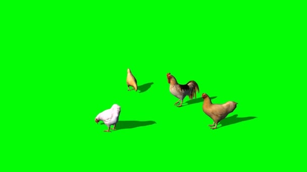 Hens Rooster Eating Green Screen — Stok Video