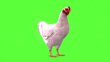 Yeşil Ekrana Bakan Tavuklar
