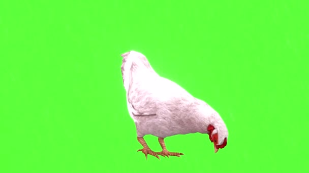 Gallina Mangiare Schermo Verde — Video Stock