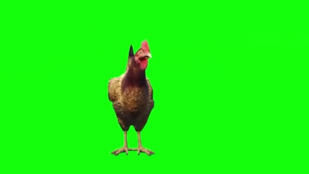 Kura Patrząc Zielony Ekran — Wideo stockowe