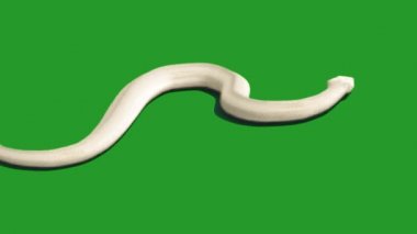 Yılan Saldırısı Yeşil Ekran