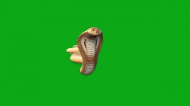 Yılan Saldırısı Yeşil Ekran