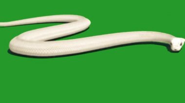 Yeşil Ekranda Sürünen Yılan