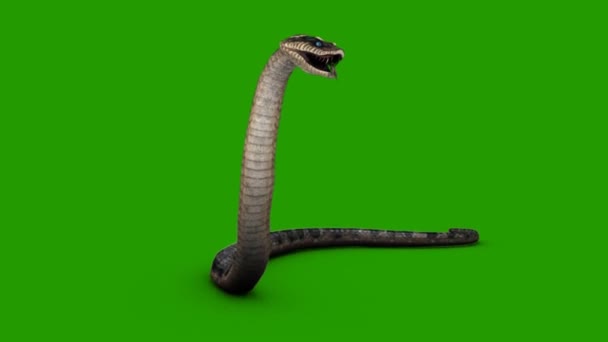 Snake Attacking Green Screen — Stock Video