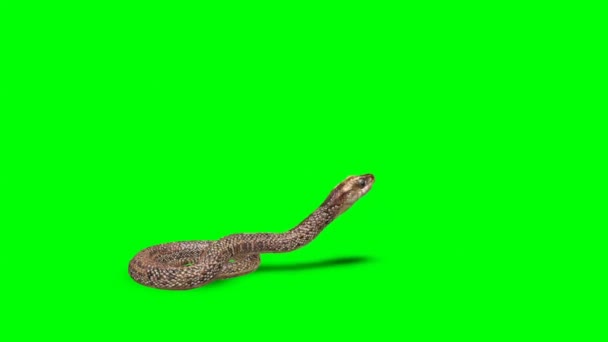 Serpiente Atacando Pantalla Verde — Vídeos de Stock