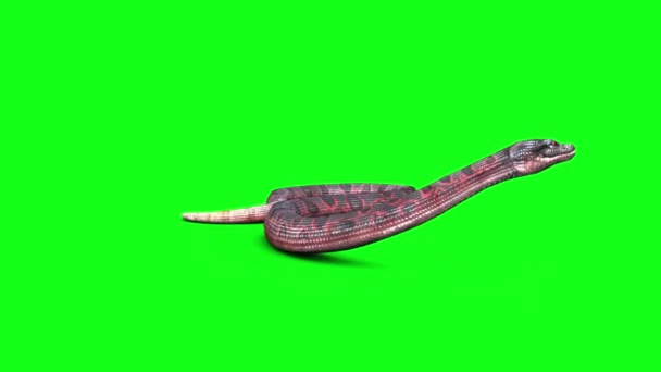 Had Útočí Zelenou Obrazovku — Stock video