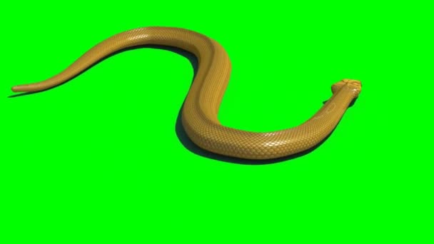 緑の画面へのヘビの攻撃 — ストック動画