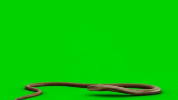 Serpiente Atacando Pantalla Verde — Vídeo de stock