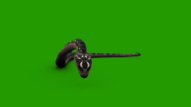 蛇在绿色屏幕上的攻击 — 图库视频影像