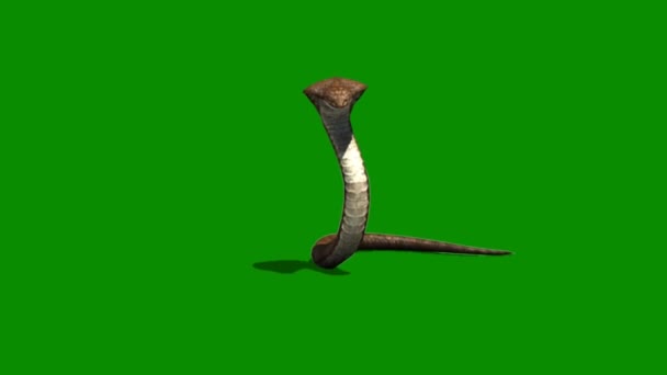 Snake Attacking Green Screen — Stock Video