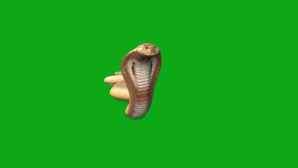 Atak Węża Zielony Ekran — Wideo stockowe