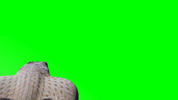 Снак Мбаппе Зеленом Экране — стоковое видео